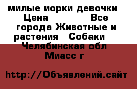 милые иорки девочки › Цена ­ 15 000 - Все города Животные и растения » Собаки   . Челябинская обл.,Миасс г.